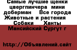 Самые лучшие щенки цвергпинчера (мини доберман) - Все города Животные и растения » Собаки   . Ханты-Мансийский,Сургут г.
